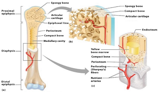 سلسلة مقدمة عن علم جراحة العظام (Ⅳ)